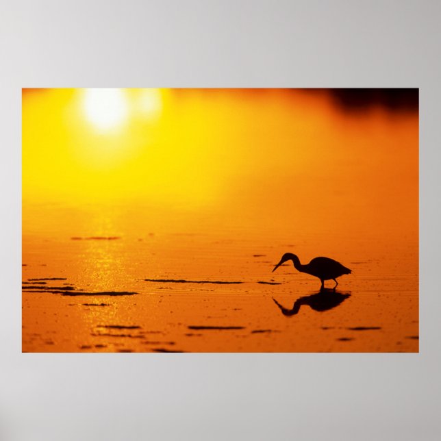 Póster Silhouette de garza al atardecer, Florida (Frente)
