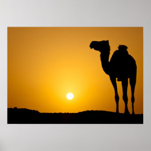 Póster Silhouette de un camello salvaje al atardecer