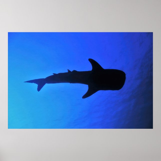 Póster Silhouette de Whale Shark (Frente)