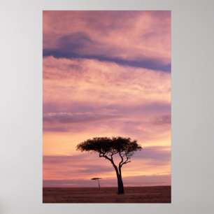 Póster Silhouette image of acacia tree at sunrise