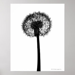 Póster Silhouette of dandelion