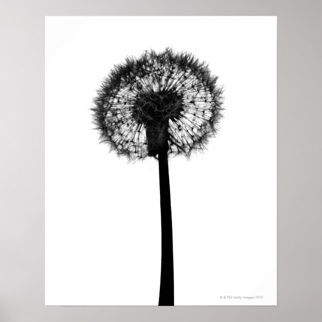 Póster Silhouette of dandelion (Frente)