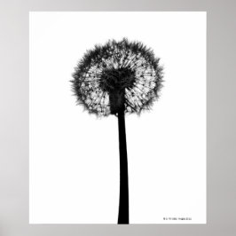 Póster Silhouette of dandelion