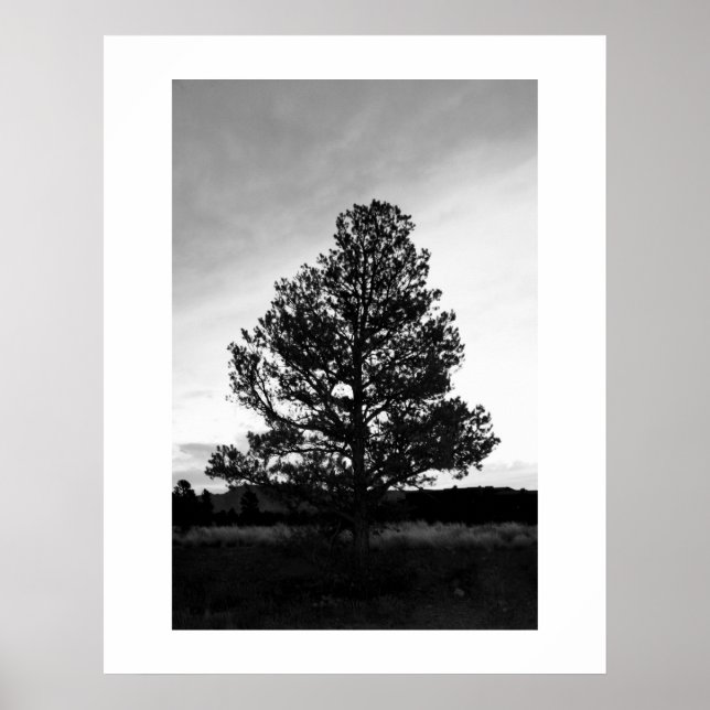Póster Silhouette Pinyon Tree (Frente)