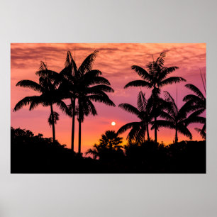 Póster Silhouetted palm trees, Hawaii
