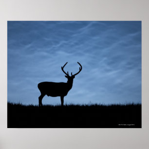 Póster Silhouetted Red Deer Stag at Night