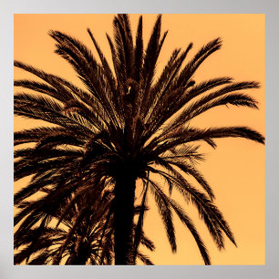 Póster Silhouettes oscuras de palmeras datileras contra e