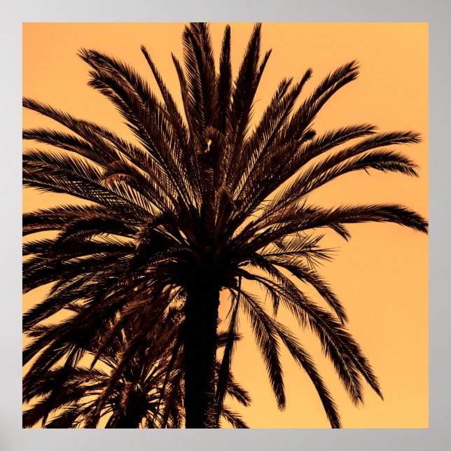 Póster Silhouettes oscuras de palmeras datileras contra e (Frente)