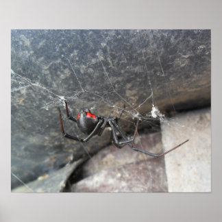 Póster Silken Strands