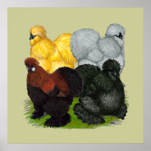 Póster Silkies:  Gallos clasificados
