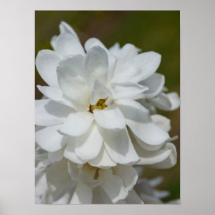 Póster Silky Magnolia