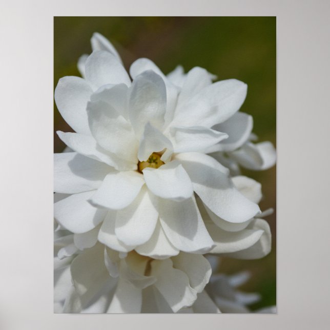 Póster Silky Magnolia (Frente)