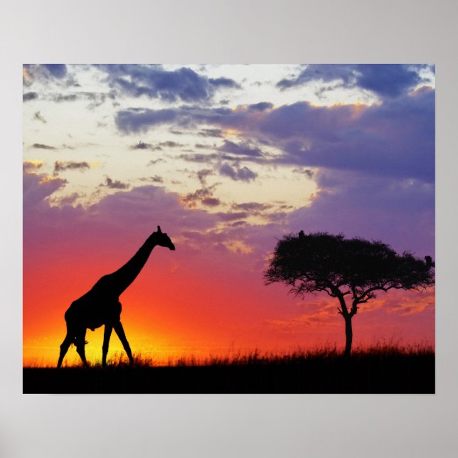 Póster Silla de jirafa al amanecer, Giraffa (Frente)