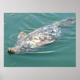 Póster Silly Cape Cod Seal flotando en la espalda
