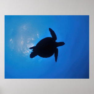 Póster Silouette Sea Turtle