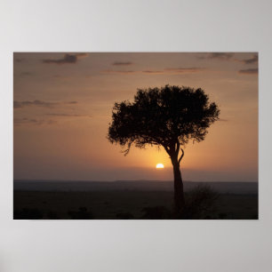 Póster Silueta de árbol en la llanura, Masai Mara 2