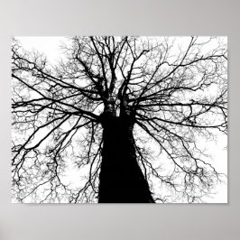 Póster Silueta de árbol en Poster blanco y negro