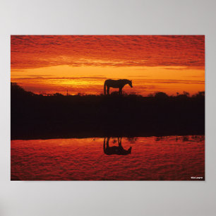 Póster Silueta de caballo contra el cielo del atardecer