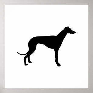 Póster Silueta de galgo