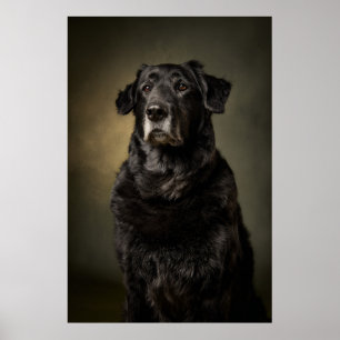 Póster Silueta de perro elegante