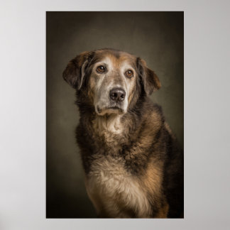 Póster Silueta de perro elegante