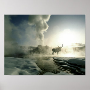 Póster Silueta del amanecer de alce en Castle Geyser