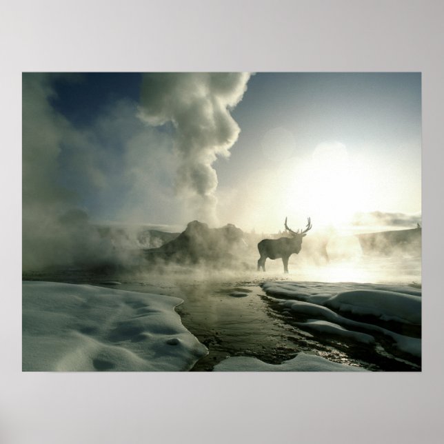 Póster Silueta del amanecer de alce en Castle Geyser (Frente)