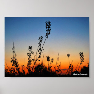 Póster Siluetas de plantas de verano