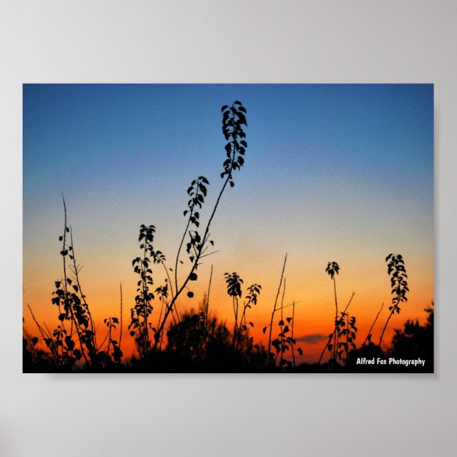 Póster Siluetas de plantas de verano (Frente)