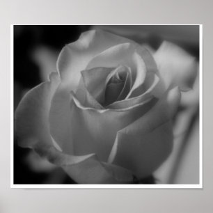 Póster Silver Rose