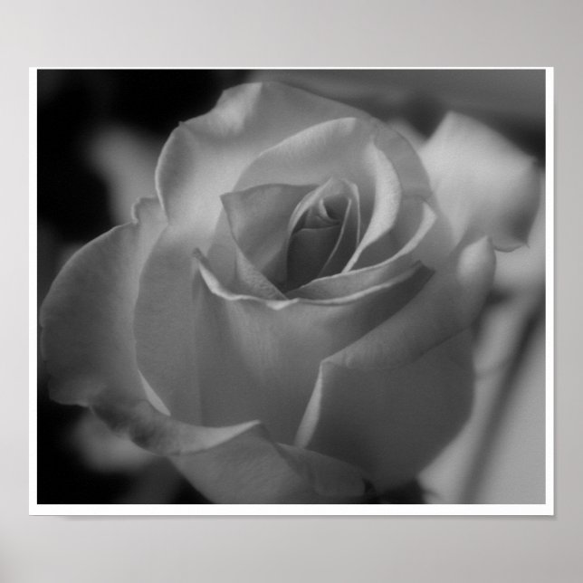 Póster Silver Rose (Frente)