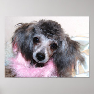 Póster Silver Toy Poodle Face