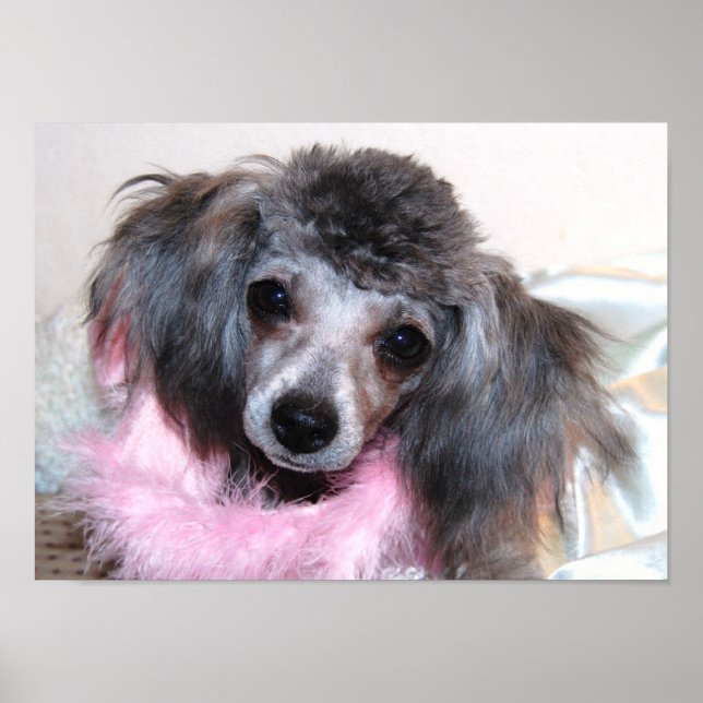 Póster Silver Toy Poodle Face (Frente)