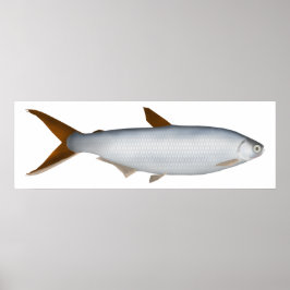 Póster Silversides