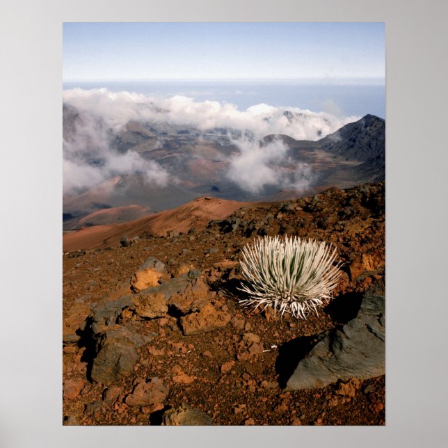 Póster Silversword en el borde del cráter Haleakala desde (Frente)