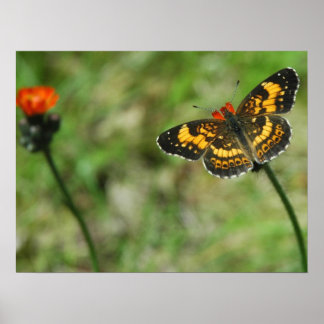Póster Silvery Checkerspot