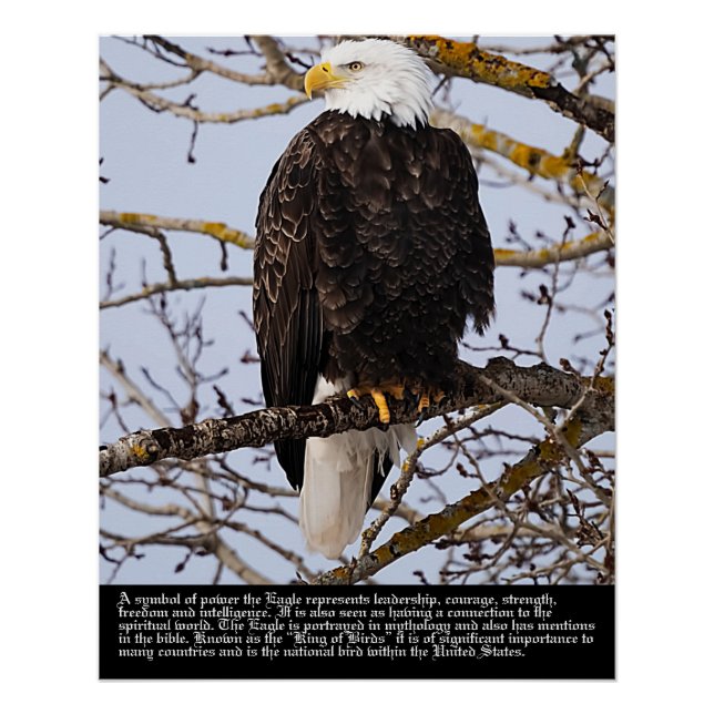 Póster Simbolismo de águila (Anverso)