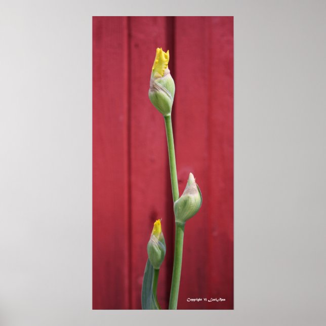 Póster Sin abrir - Amarillo (Frente)