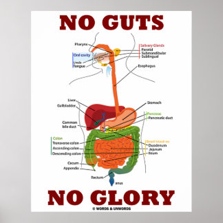 Póster Sin agallas sin gloria (anatomía del sistema diges