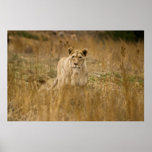 PÓSTER SIN LONES EN LA GRASA