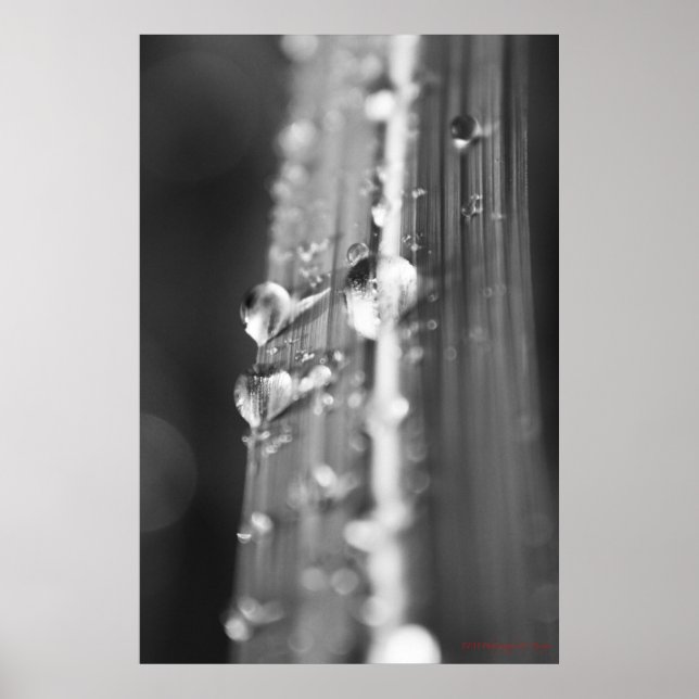 Póster Sin título (Frente)