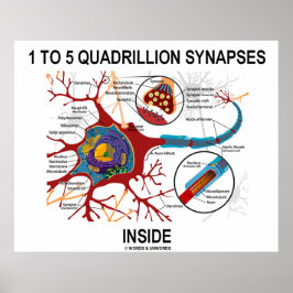 Póster Sinapsis De 1 A 5 Quadrillones Dentro De La Neuron