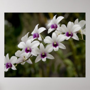 Póster Singapur (Sánscrito para la ciudad de los leones).