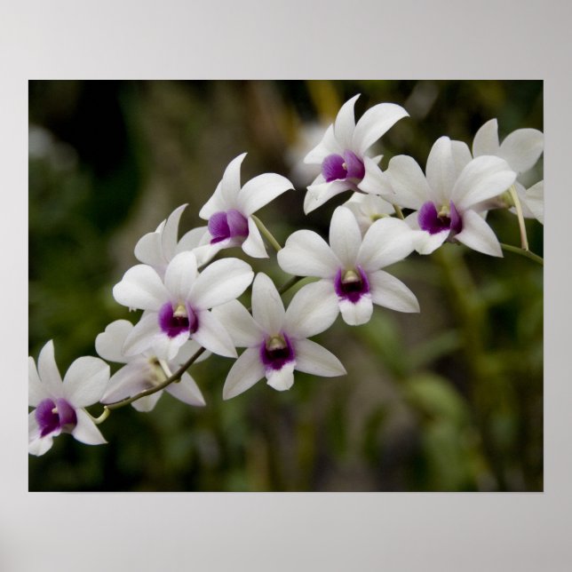 Póster Singapur (Sánscrito para la ciudad de los leones). (Frente)