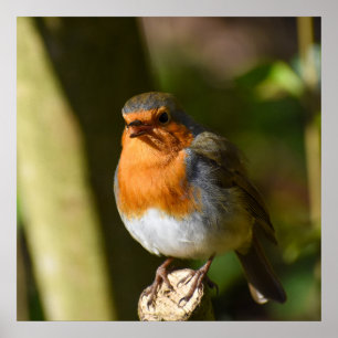 Póster Singing Robin