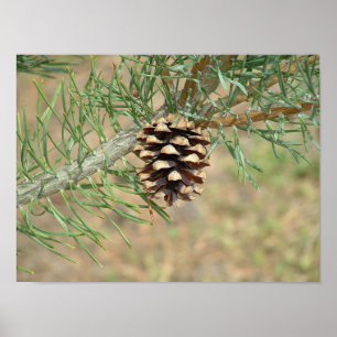 Póster Single Pine Cone Print