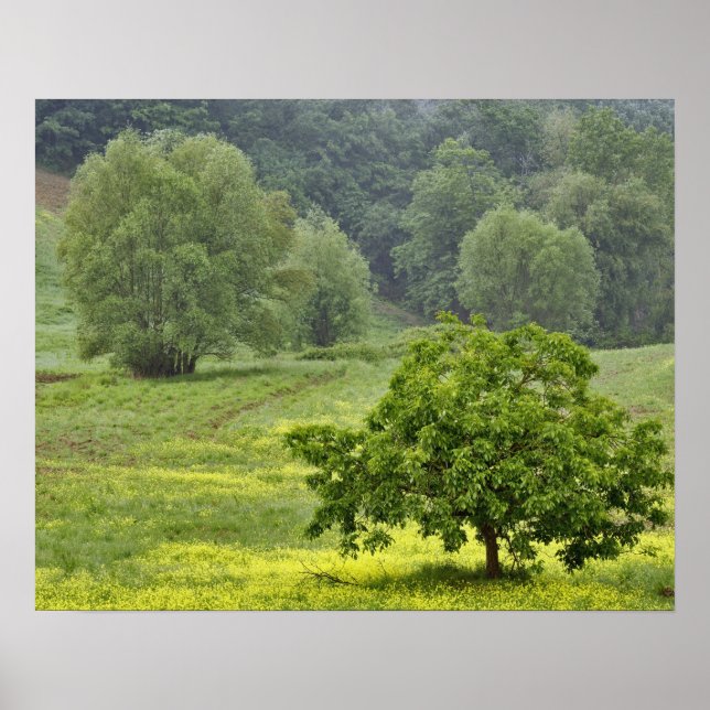 Póster Single tree in agricultural farm field, Tuscany, 2 (Frente)