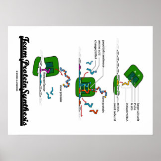 Póster Síntesis de proteína de equipo (biología)