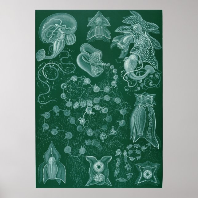 Póster Siphonophorae (Frente)