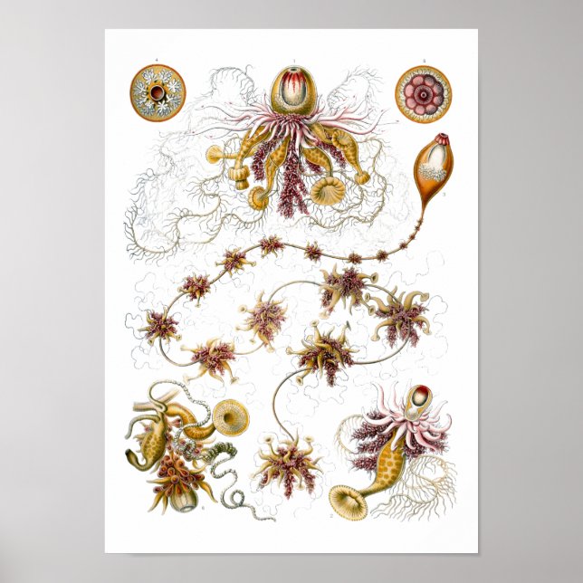 Póster Siphonophorae Ernst Haeckel Bella Artes (Frente)